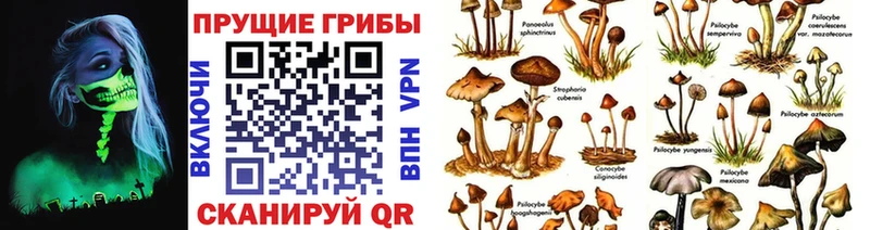 mega   Ижевск  Псилоцибиновые грибы мухоморы 